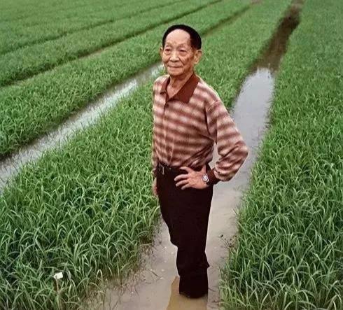 吃瓜爆料袁隆平图片高清,吃瓜群众见证农业巨擘风采