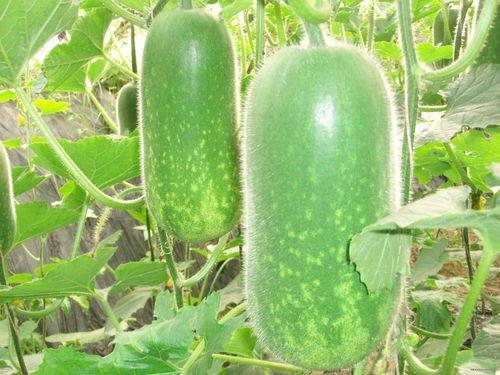 51今日吃瓜每日大瓜fun,揭秘娱乐圈最新大瓜，fun享娱乐盛宴